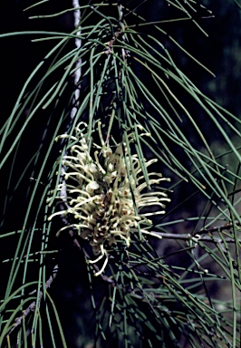 APII jpeg image of Hakea lorea  © contact APII