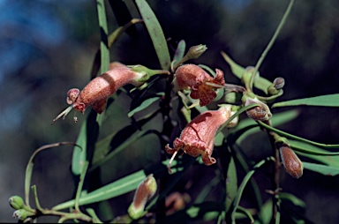 APII jpeg image of Eremophila longifolia  © contact APII
