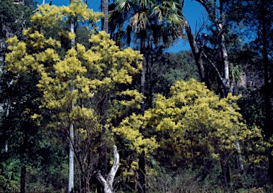 APII jpeg image of Acacia fimbriata  © contact APII