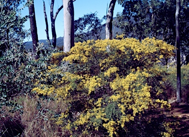 APII jpeg image of Acacia resinicostata  © contact APII