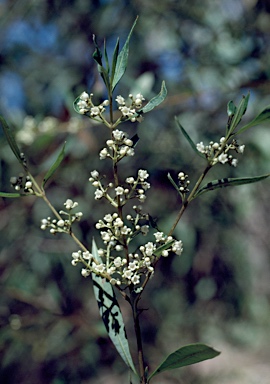 APII jpeg image of Logania albiflora  © contact APII