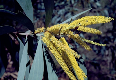 APII jpeg image of Acacia longispicata  © contact APII