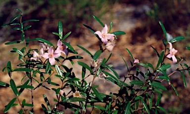 APII jpeg image of Boronia rosmarinifolia  © contact APII