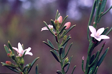 APII jpeg image of Philotheca queenslandica subsp.  © contact APII
