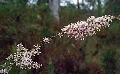 APII jpeg image of Leptospermum polygalifolium  © contact APII