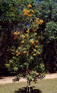 APII jpeg image of Auranticarpa rhombifolia  © contact APII