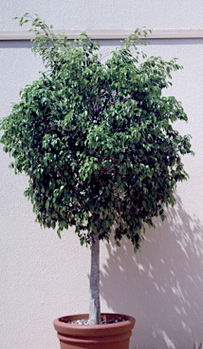 APII jpeg image of Ficus benjamina  © contact APII