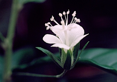 APII jpeg image of Hibiscus macilwraithensis  © contact APII
