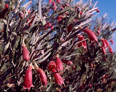 APII jpeg image of Eremophila youngii  © contact APII