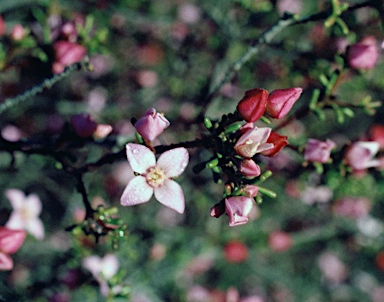 APII jpeg image of Boronia inornata subsp. leptophylla  © contact APII