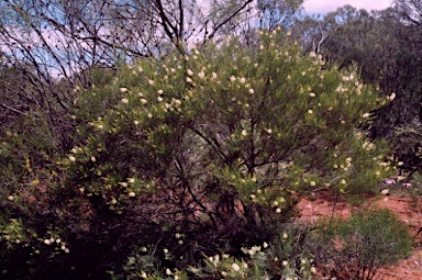 APII jpeg image of Grevillea zygoloba  © contact APII