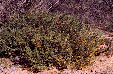 APII jpeg image of Grevillea yorkrakinensis  © contact APII