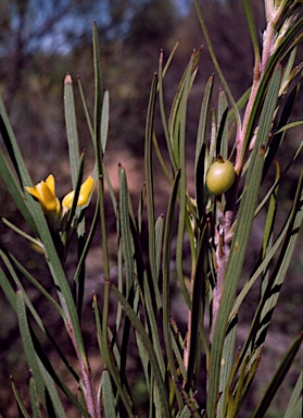 APII jpeg image of Persoonia saundersiana  © contact APII