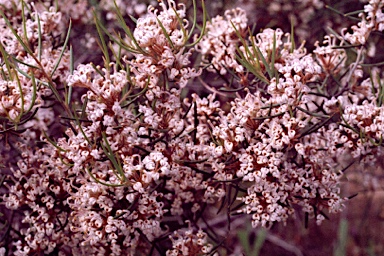 APII jpeg image of Grevillea umbellulata subsp. umbellulata  © contact APII