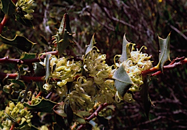 APII jpeg image of Hakea prostrata  © contact APII