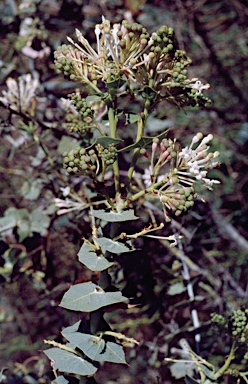 APII jpeg image of Grevillea amplexans subsp. amplexans  © contact APII