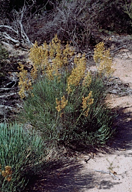 APII jpeg image of Stirlingia latifolia  © contact APII