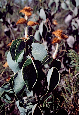 APII jpeg image of Hakea conchifolia  © contact APII