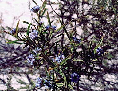 APII jpeg image of Conospermum nervosum  © contact APII