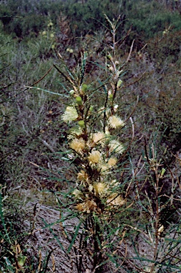 APII jpeg image of Banksia strictifolia  © contact APII
