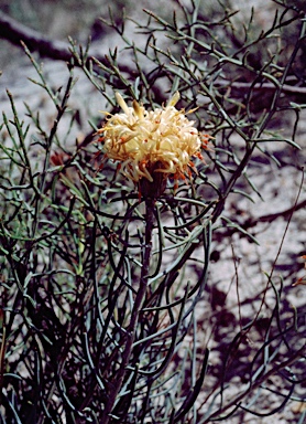 APII jpeg image of Petrophile megalostegia  © contact APII