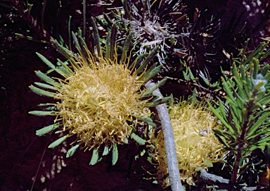 APII jpeg image of Banksia tridentata  © contact APII