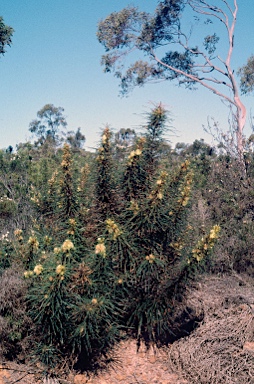 APII jpeg image of Banksia strictifolia  © contact APII