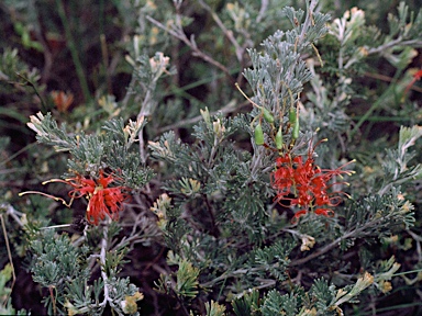 APII jpeg image of Grevillea delta  © contact APII