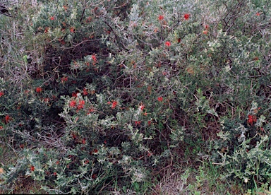 APII jpeg image of Grevillea delta  © contact APII