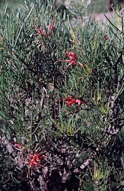 APII jpeg image of Grevillea pinifolia  © contact APII