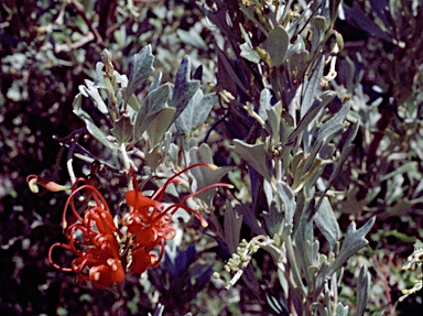 APII jpeg image of Grevillea variifolia  © contact APII