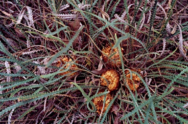 APII jpeg image of Banksia dallanneyi var. dallanneyi  © contact APII