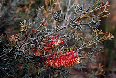 APII jpeg image of Grevillea aneura  © contact APII