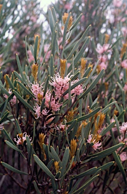 APII jpeg image of Hakea erecta  © contact APII