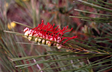 APII jpeg image of Grevillea coccinea subsp. coccinea  © contact APII