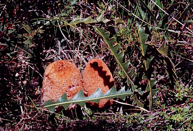 APII jpeg image of Banksia gardneri var. hiemalis  © contact APII