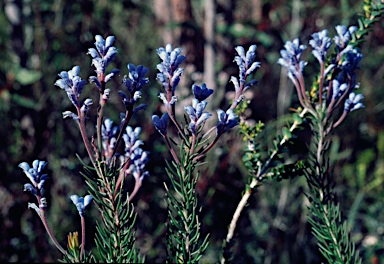 APII jpeg image of Conospermum coerulescens subsp. dorrienii  © contact APII