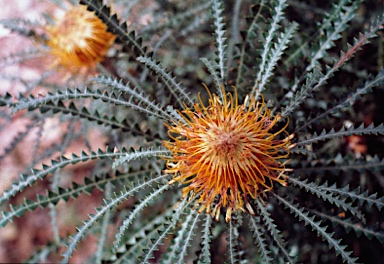 APII jpeg image of Banksia stuposa  © contact APII