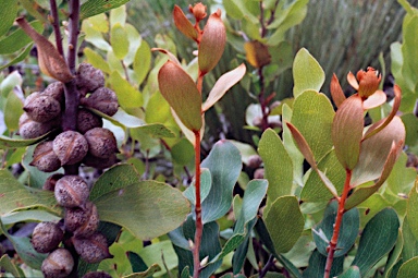 APII jpeg image of Hakea elliptica  © contact APII