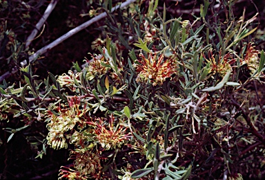 APII jpeg image of Grevillea manglesioides  © contact APII