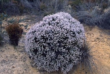 APII jpeg image of Conospermum distichum  © contact APII