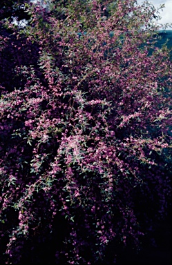 APII jpeg image of Boronia umbellata  © contact APII