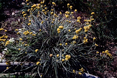 APII jpeg image of Conostylis aculeata subsp. cygnorum  © contact APII