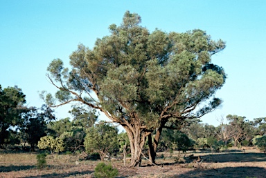 APII jpeg image of Acacia cambagei  © contact APII