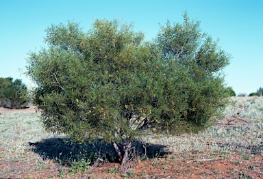 APII jpeg image of Acacia ligulata  © contact APII