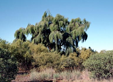 APII jpeg image of Acacia peuce  © contact APII