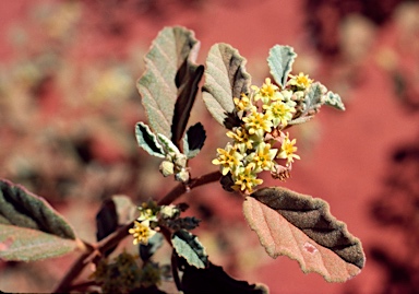 APII jpeg image of Androcalva loxophylla  © contact APII