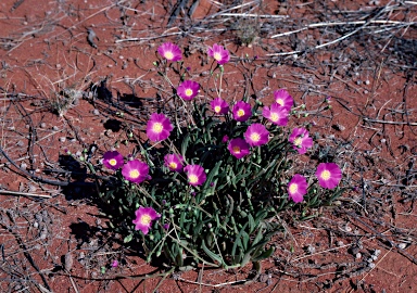 APII jpeg image of Calandrinia remota  © contact APII