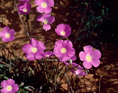 APII jpeg image of Calandrinia remota  © contact APII