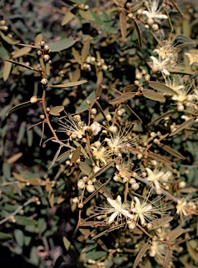 APII jpeg image of Capparis lasiantha  © contact APII